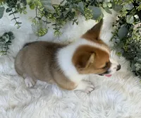 Ryder (Pending), a male Pembroke Welsh Corgi for sale in Madison, FL – Photo 4 of 10