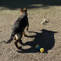 Jack - AKC 💙, a male German Shepherd Dog for sale in Madison, FL – Photo 7 of 7