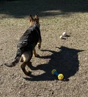 Jack - AKC 💙, a male German Shepherd Dog for sale in Madison, FL – Photo 7 of 8