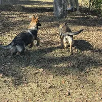 Jack - AKC 💙, a male German Shepherd Dog for sale in Madison, FL – Photo 4 of 7