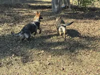 Jack - AKC 💙, a male German Shepherd Dog for sale in Madison, FL – Photo 4 of 8