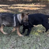 Jack - AKC 💙, a male German Shepherd Dog for sale in Madison, FL – Photo 2 of 7