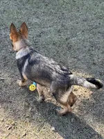 Jack - AKC 💙, a male German Shepherd Dog for sale in Madison, FL – Photo 8 of 8