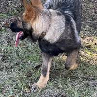 Jack - AKC 💙, a male German Shepherd Dog for sale in Madison, FL – Photo 3 of 7