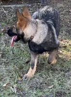 Jack - AKC 💙, a male German Shepherd Dog for sale in Madison, FL – Photo 3 of 8