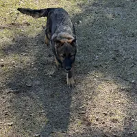 Jack - AKC 💙, a male German Shepherd Dog for sale in Madison, FL – Photo 5 of 7