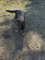 Jack - AKC 💙, a male German Shepherd Dog for sale in Madison, FL – Photo 5 of 8