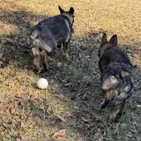 Jack - AKC 💙, a male German Shepherd Dog for sale in Madison, FL – Photo 6 of 7