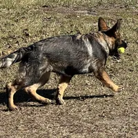 Jack - AKC 💙, a male German Shepherd Dog for sale in Madison, FL – Photo 1 of 7