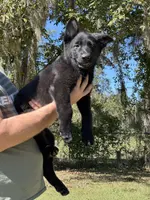 Major - AKC, a male German Shepherd Dog for sale in Madison, FL – Photo 3 of 8
