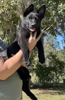 Major - AKC, a male German Shepherd Dog for sale in Madison, FL – Photo 4 of 8