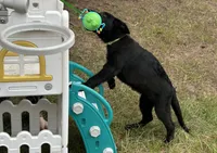 Major - AKC, a male German Shepherd Dog for sale in Madison, FL – Photo 8 of 8