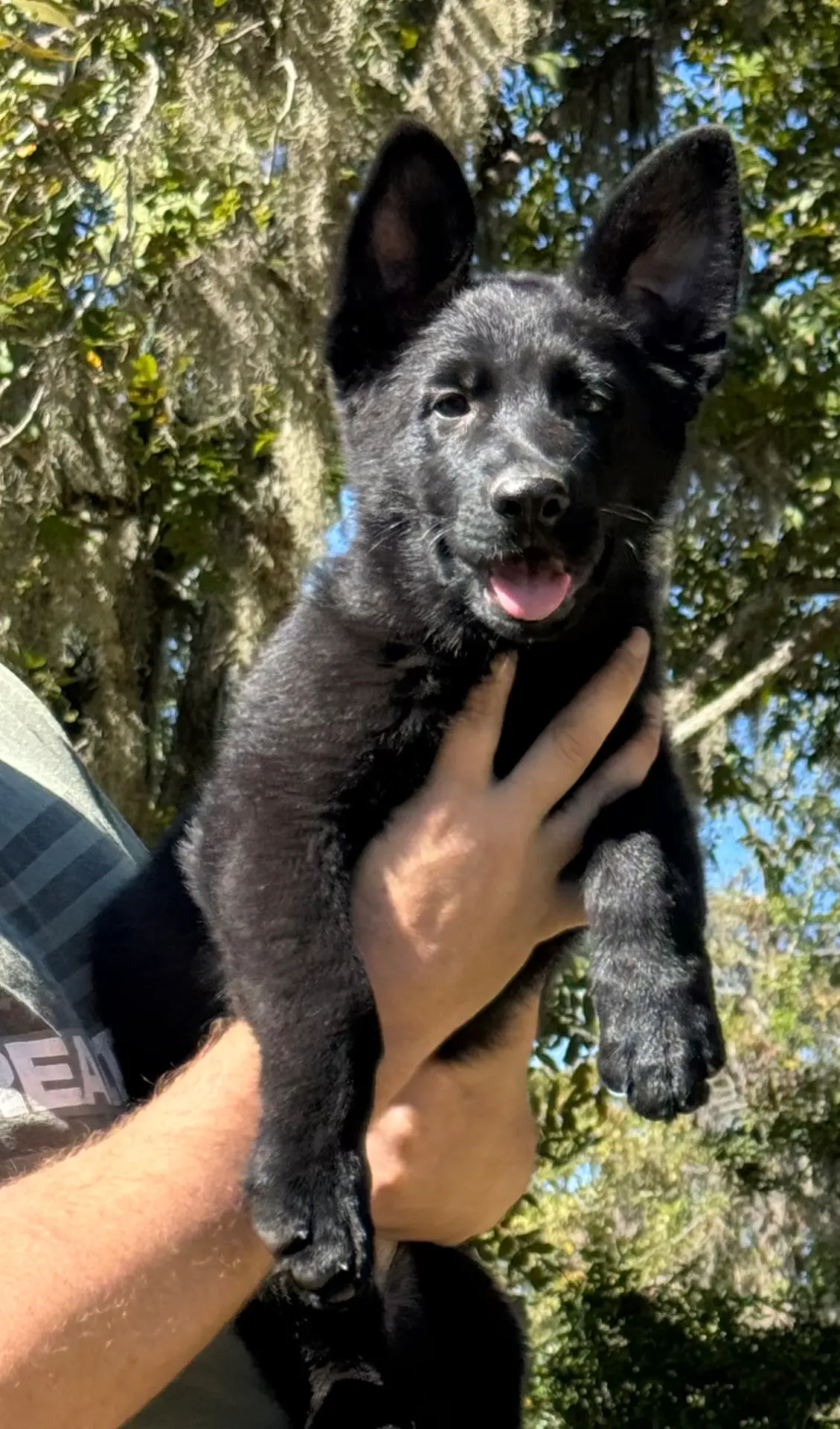 Major - AKC, a male German Shepherd Dog for sale in Madison, FL – Photo 5 of 8