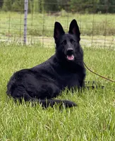 Major - AKC, a male German Shepherd Dog for sale in Madison, FL – Photo 2 of 8