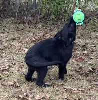 Major - AKC, a male German Shepherd Dog for sale in Madison, FL – Photo 7 of 8
