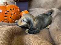 Ellie- AKC shaded cream, a female Miniature Dachshund for sale in Madison, FL – Photo 5 of 10