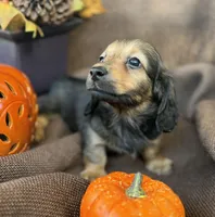 Ellie- AKC shaded cream, a female Miniature Dachshund for sale in Madison, FL – Photo 3 of 10