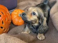Ellie- AKC shaded cream, a female Miniature Dachshund for sale in Madison, FL – Photo 2 of 10
