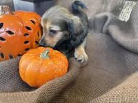 Ellie- AKC shaded cream, a female Miniature Dachshund for sale in Madison, FL – Photo 4 of 10