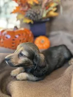Ellie- AKC shaded cream, a female Miniature Dachshund for sale in Madison, FL – Photo 7 of 10