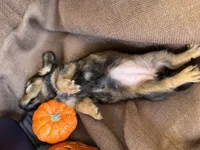 Ellie- AKC shaded cream, a female Miniature Dachshund for sale in Madison, FL – Photo 9 of 10