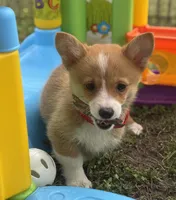 Millie 🩷, a female Pembroke Welsh Corgi for sale in Madison, FL – Photo 1 of 7
