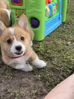 Millie 🩷, a female Pembroke Welsh Corgi for sale in Madison, FL – Photo 6 of 7