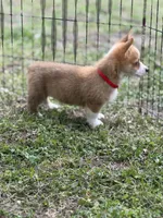 Millie 🩷, a female Pembroke Welsh Corgi for sale in Madison, FL – Photo 5 of 7