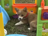 Millie 🩷, a female Pembroke Welsh Corgi for sale in Madison, FL – Photo 3 of 7