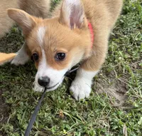 Millie 🩷, a female Pembroke Welsh Corgi for sale in Madison, FL – Photo 2 of 7