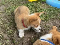 Millie 🩷, a female Pembroke Welsh Corgi for sale in Madison, FL – Photo 7 of 7