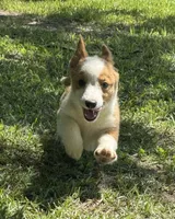 Boots, a male Pembroke Welsh Corgi for sale in Madison, FL – 1 of 4