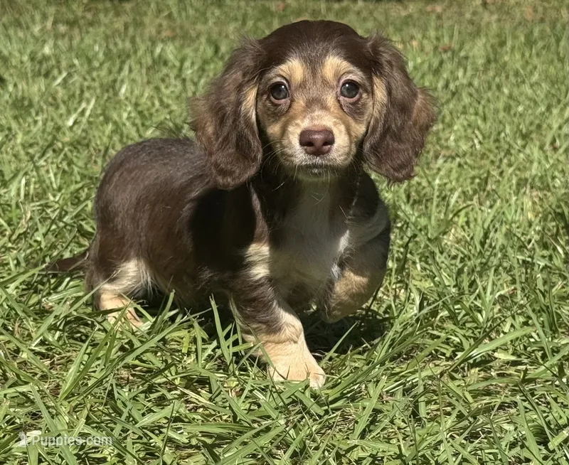 Mable •Chocolate & Cream• – Miniature Dachshund puppy for sale in Madison, FL