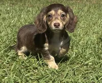 Mable •Chocolate & Cream•, a female Miniature Dachshund for sale in Madison, FL – 1 of 8