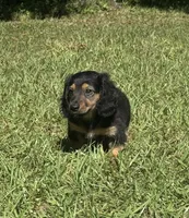 Winston , a male Miniature Dachshund for sale in Madison, FL – 2 of 10