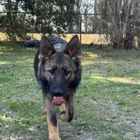 Thor - AKC 💙, a male German Shepherd Dog for sale in Madison, FL – Photo 1 of 8