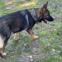 Thor - AKC 💙, a male German Shepherd Dog for sale in Madison, FL – Photo 2 of 8