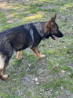 Thor - AKC 💙, a male German Shepherd Dog for sale in Madison, FL – Photo 2 of 8