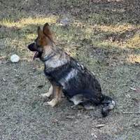 Thor - AKC 💙, a male German Shepherd Dog for sale in Madison, FL – Photo 5 of 8