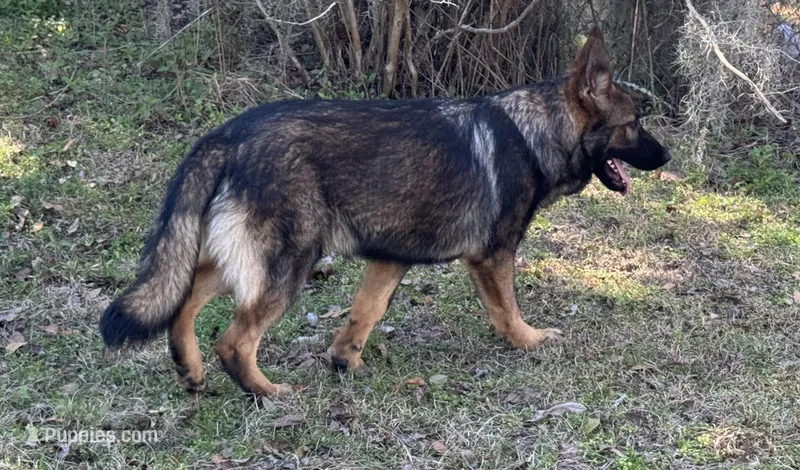 Thor - AKC 💙 – German Shepherd Dog puppy for sale in Madison, FL