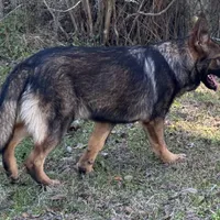 Thor - AKC 💙, a male German Shepherd Dog for sale in Madison, FL – Photo 6 of 8