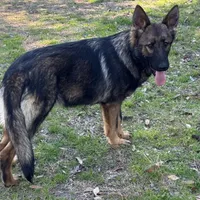 Thor - AKC 💙, a male German Shepherd Dog for sale in Madison, FL – Photo 7 of 8