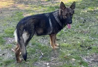 Thor - AKC 💙, a male German Shepherd Dog for sale in Madison, FL – Photo 7 of 8