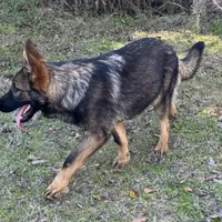 Thor - AKC 💙, a male German Shepherd Dog for sale in Madison, FL – Photo 3 of 8