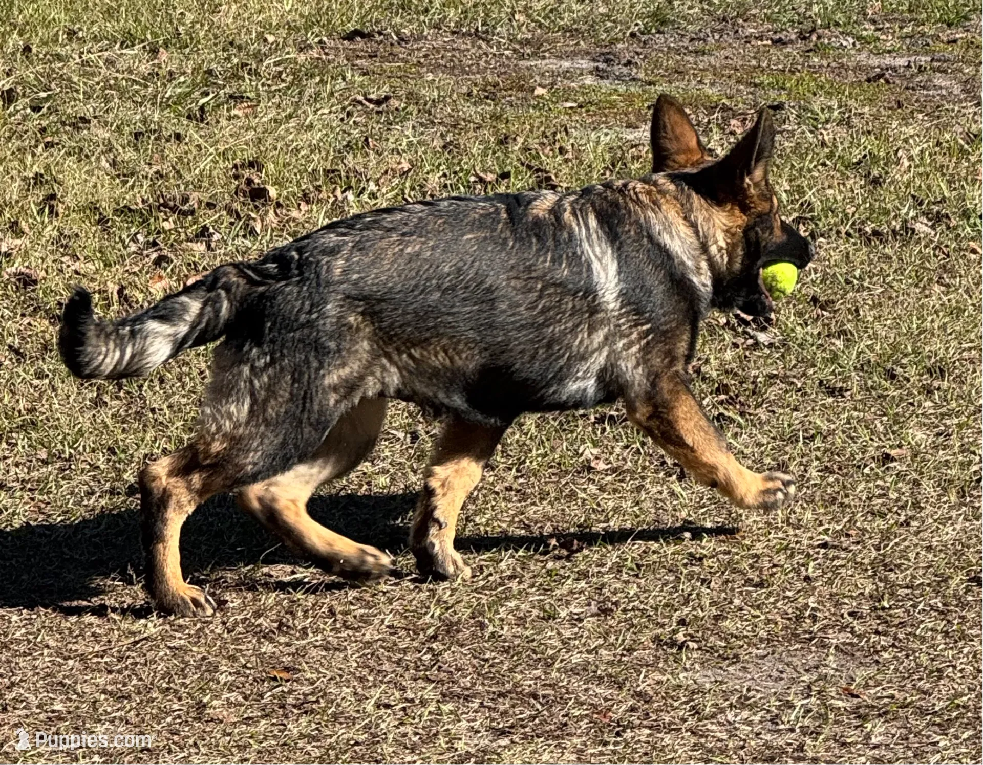 Thor - AKC 💙, a male German Shepherd Dog for sale in Madison, FL – Photo 4 of 8