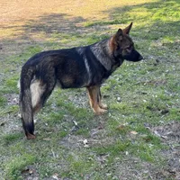Thor - AKC 💙, a male German Shepherd Dog for sale in Madison, FL – Photo 8 of 8