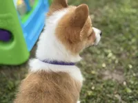 Lacy 🩷, a female Pembroke Welsh Corgi for sale in Madison, FL – Photo 3 of 7