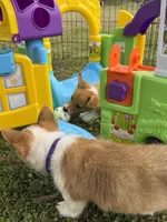 Lacy 🩷, a female Pembroke Welsh Corgi for sale in Madison, FL – Photo 6 of 7