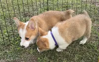 Lacy 🩷, a female Pembroke Welsh Corgi for sale in Madison, FL – Photo 2 of 7