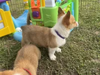 Lacy 🩷, a female Pembroke Welsh Corgi for sale in Madison, FL – Photo 7 of 7